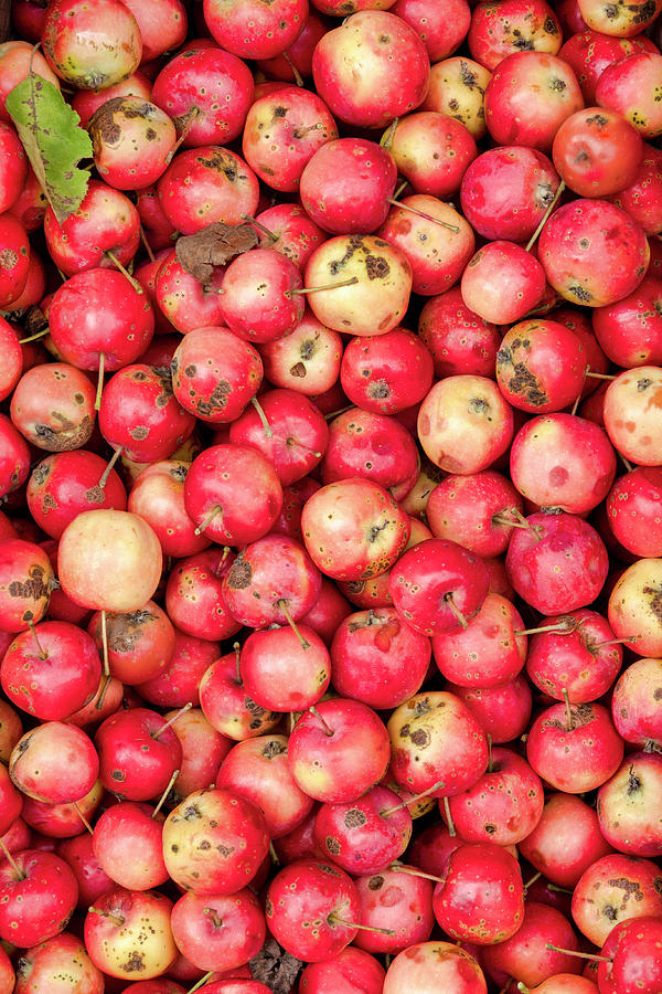 Organic apples Photograph by Fabrizio Troiani