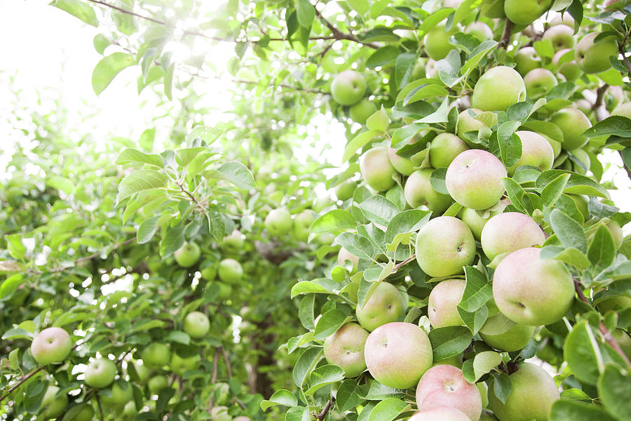 Organic Apples Growing In Tree Photograph by Jacqueline Veissid