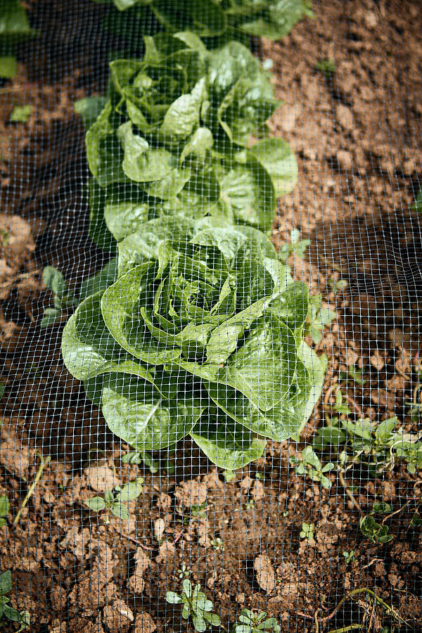 Organic Bibb Lettuce Photograph by Dominik Paunetto
