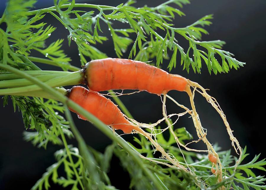 Organic Carrots Photograph by Kaktusfactory