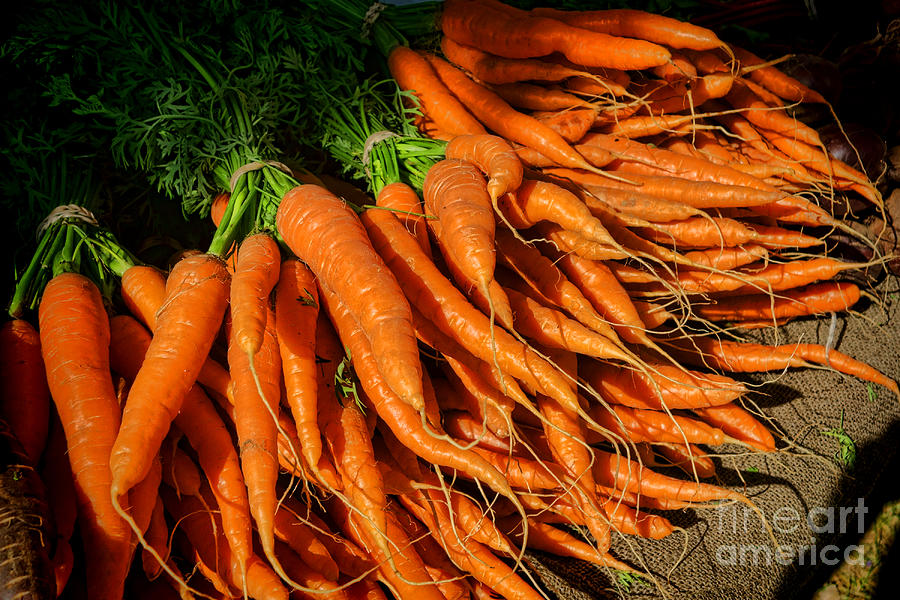 Organic Carrots Photograph by Olivier Le Queinec