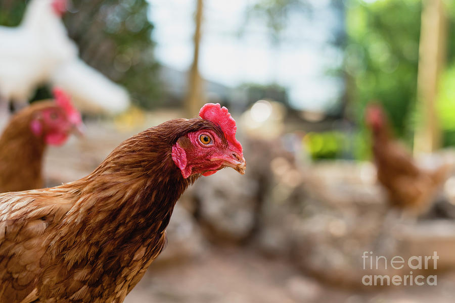 Organic chickens in their corral. Photograph by Joaquin Corbalan