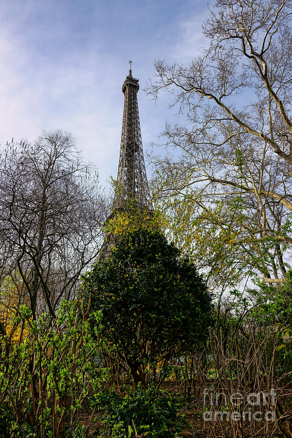 Organic Eiffel Tower Photograph by Olivier Le Queinec
