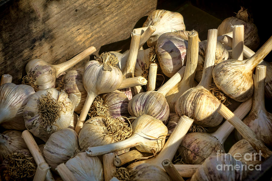 Organic Garlic Photograph by Olivier Le Queinec