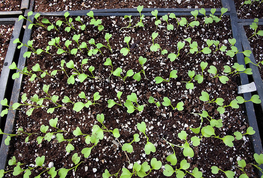 Organic Plants Sprouting Out Of The Soil Photograph by Richard Ross Organic Plants Sprouting Out Of The Soil Photograph by Richard Ross