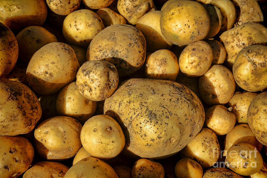 Organic Potatoes Photograph by Olivier Le Queinec