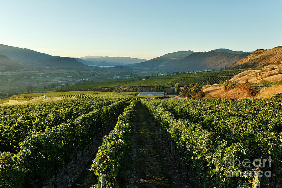 Organic Vineyard Okanagan Valley British Columbia Photograph by Kevin ...