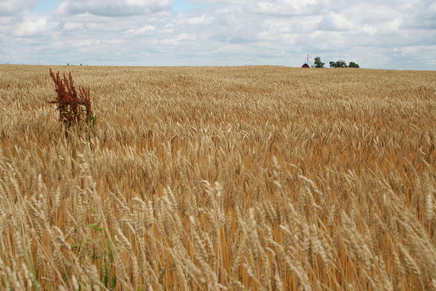 Organic Wheat Farm by Dylan Punke Organic Wheat Farm by Dylan Punke