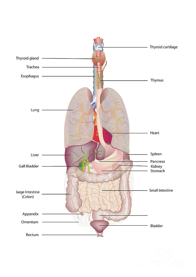 Organs Of The Trunk And Neck Photograph By Joe Brock, Research 