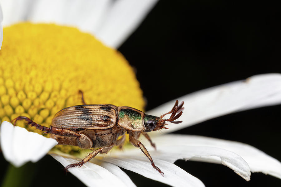Oriental Beetle Photograph by Brian Hale