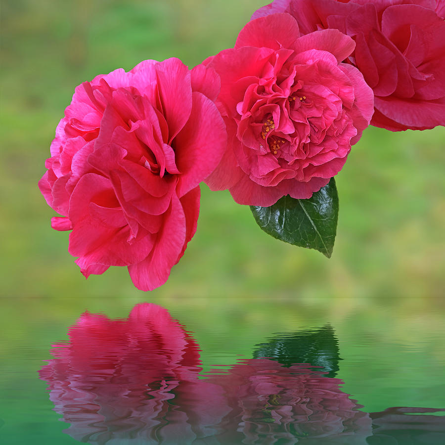 Oriental Delight - Pink Camellia Reflections Photograph by Gill Billington