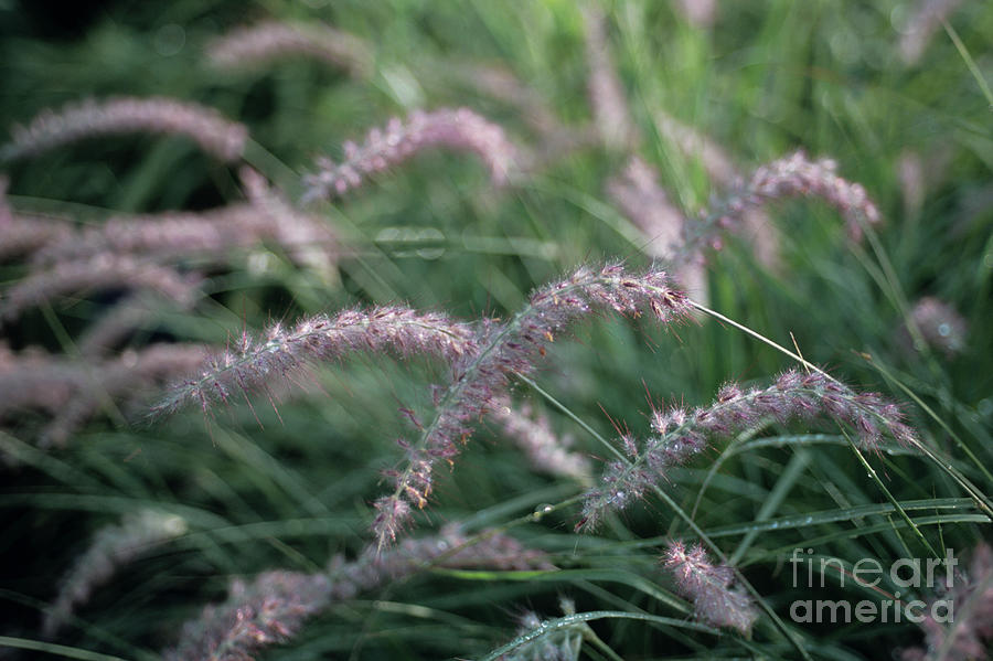 Nature Photograph - Oriental Fountain Grass by Jane Sugarman/science Photo Library