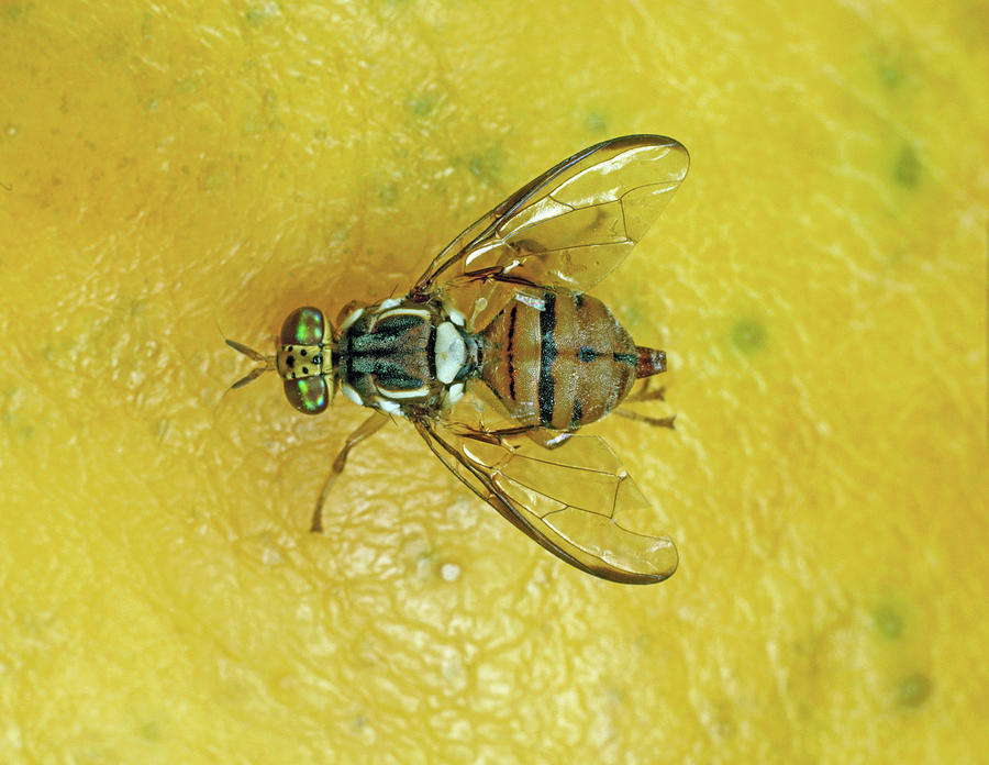 Fruit Fly Eye SEM by Omikron