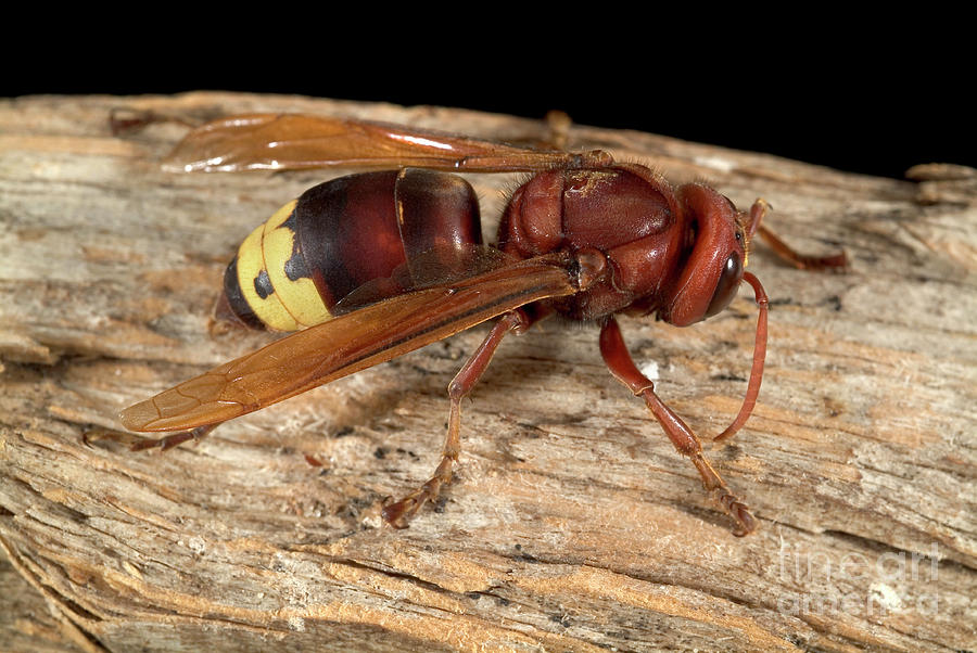 Oriental Hornet Photograph by Uk Crown Copyright Courtesy Of Fera/science Photo Library