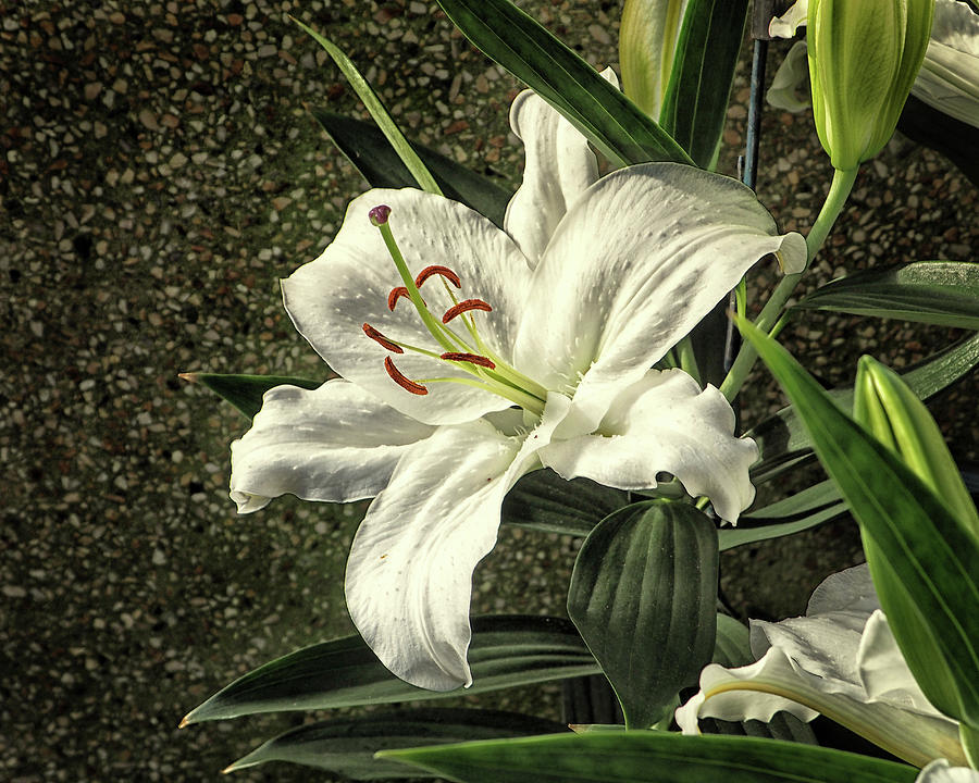 Crystal Blanca Oriental Hybrid Lily Photograph by Bill Swartwout