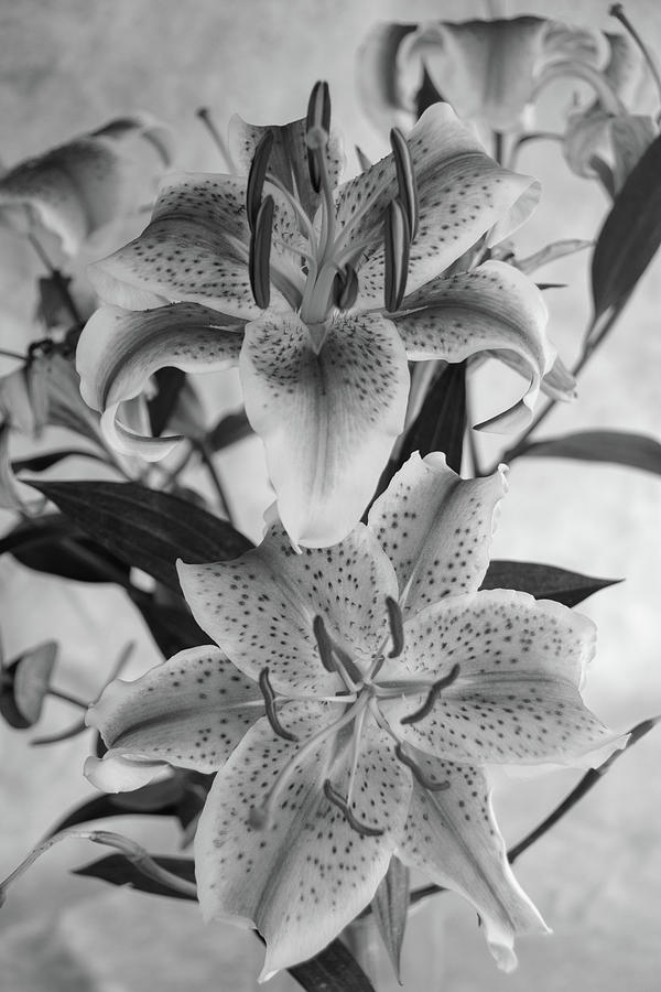 Oriental Lily Pair-BW by Jennifer Wick Oriental Lily Pair-BW by Jennifer Wick