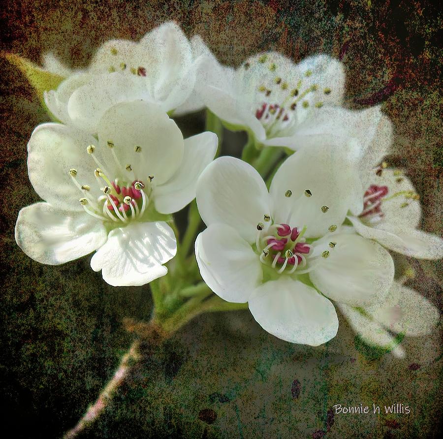 Oriental Pear Blossum Digital Art by Bonnie Willis