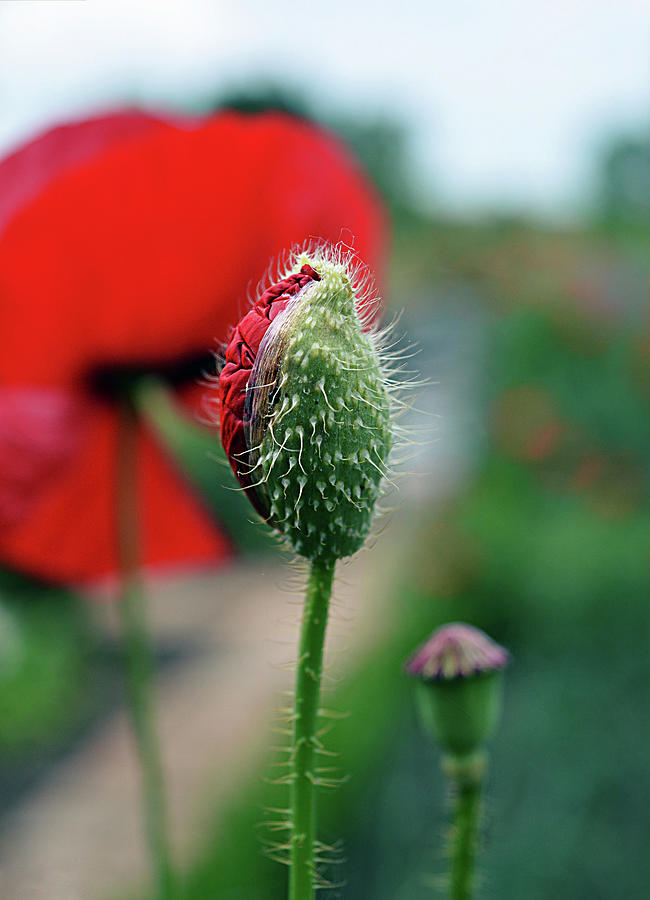 Oriental Poppies In Garden Photograph by Christin By Hof 9