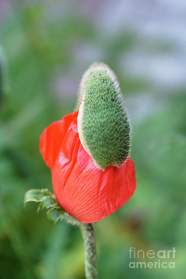 Oriental Poppy Bud Papaver Orientale by Dan Sams/science Photo Library