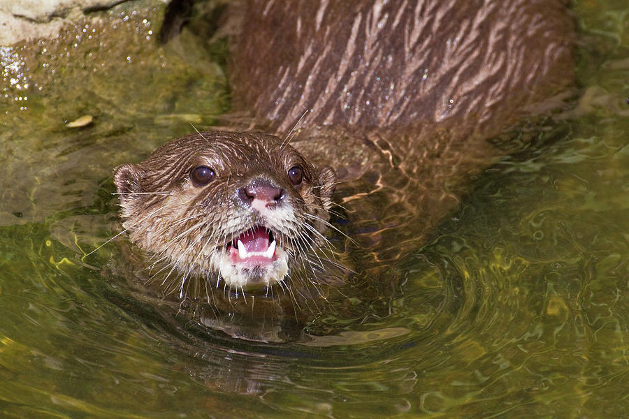 Oriental Short-clawed Otter Looking Out Of Water, Captive Photograph by ...