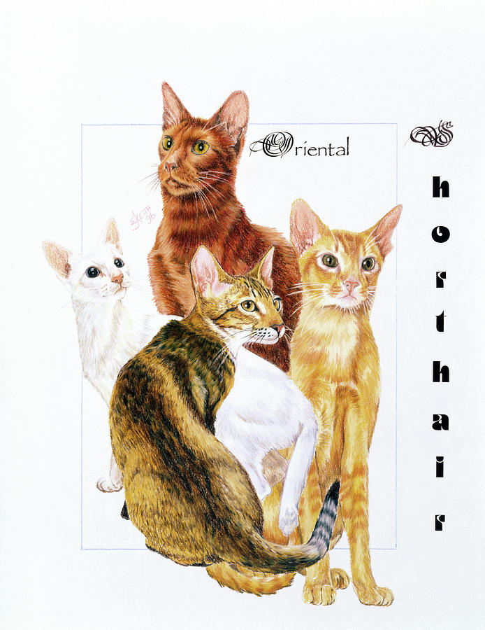 Cat Painting - Oriental Shorthair by Barbara Keith