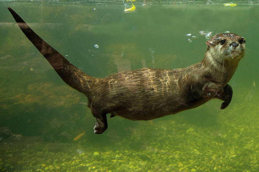sea otter underwater