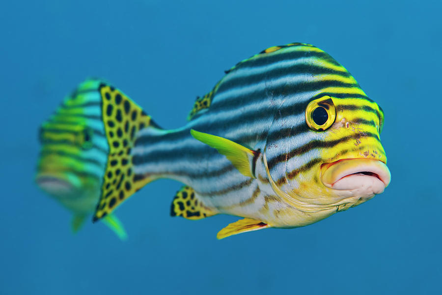 Oriental Sweetlips Pair. South Ari Atoll, Madlives. Indian Ocean