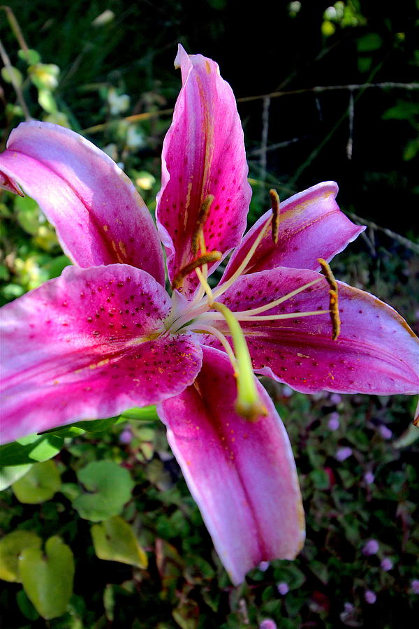 Oriental Trumpet Lily Two Photograph by Nicholas Miller