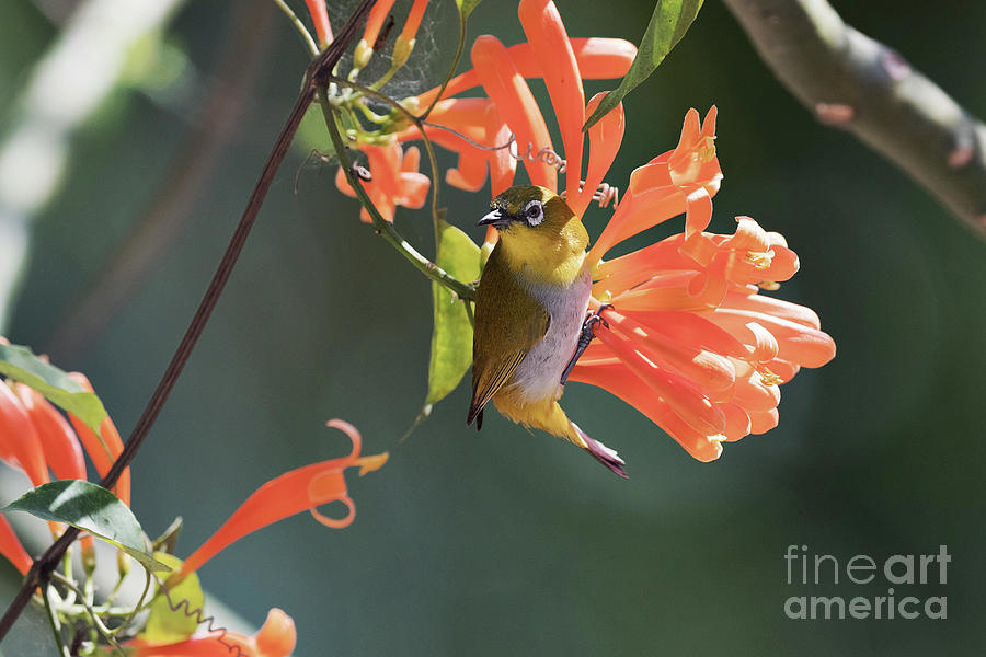 Flower Photograph - Oriental White-eye by Dr P. Marazzi/science Photo Library