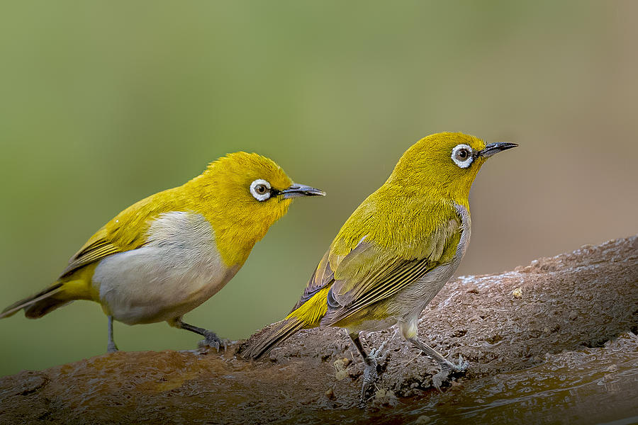 Oriental White Eye Photograph by Rahul Wedpathak - Fine Art America