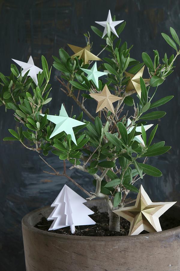 Origami Stars And Paper Christmas Tree Arranged On Small Olive Tree Photograph by Regina Hippel