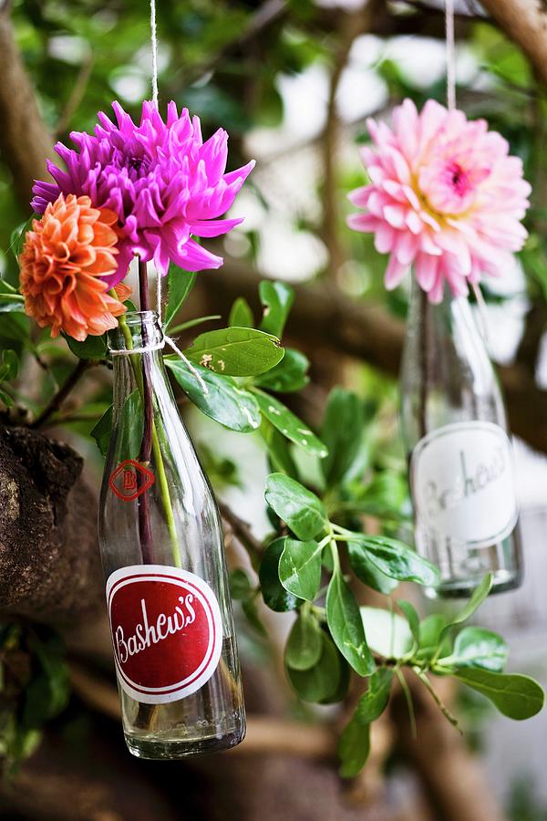 Original Bottle Decorations For A Summer Party Photograph by Great Stock!
