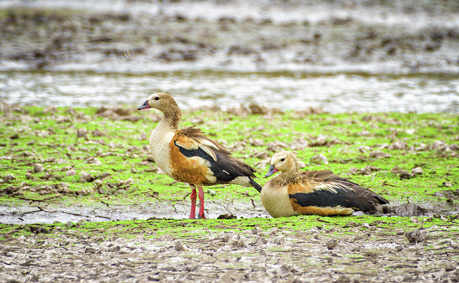 Orinoco Goose Guanapalo Casanare Colombia Photograph by Adam Rainoff
