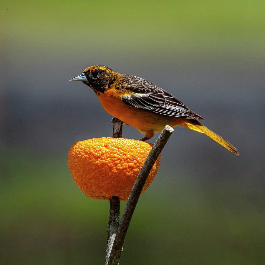 Oriole and Orange Photograph by Cathy Kovarik