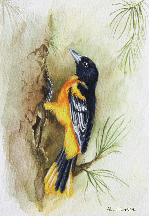 Oriole Painting - Oriole by Eileen Herb-witte