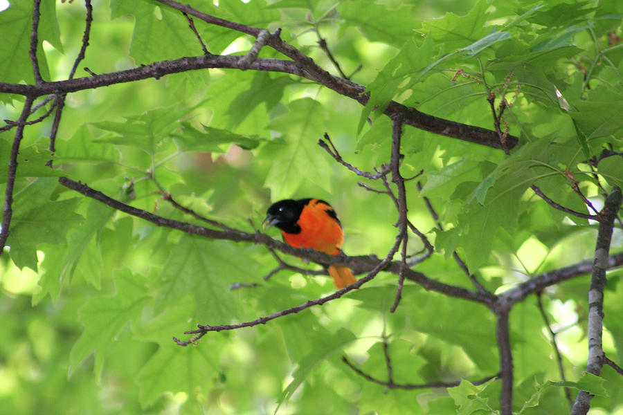 Oriole Song Photograph by Alysa Southall | Fine Art America