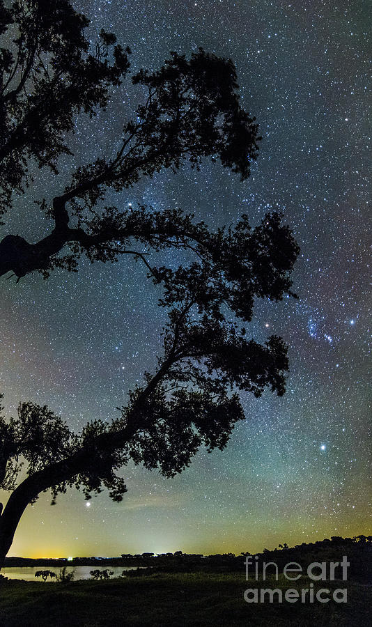 Orion And Silhouetted Tree Photograph by Miguel Claro/science Photo Library