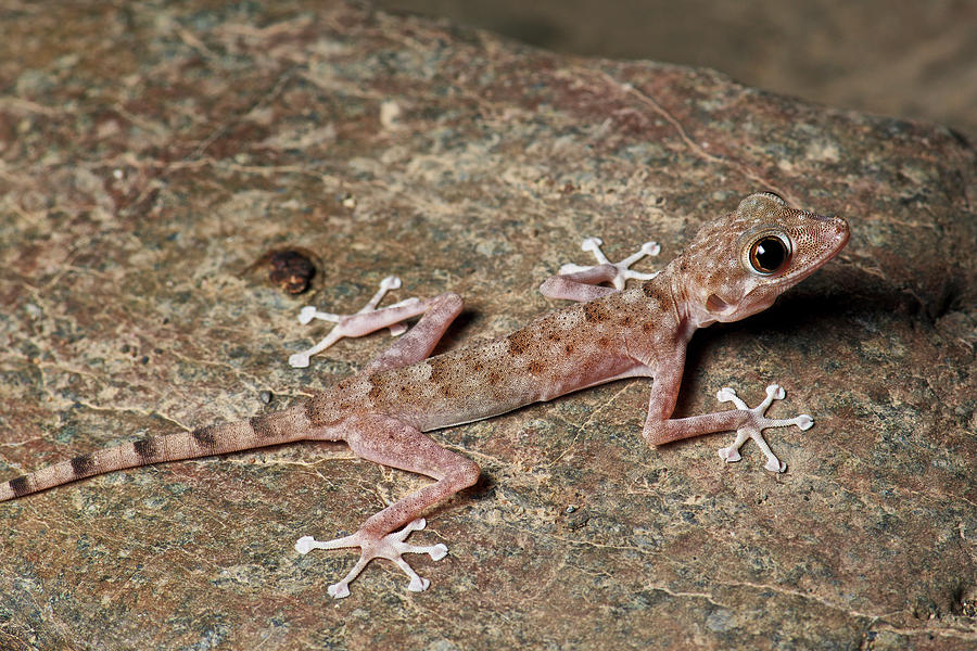 Orlovs Fan-footed Gecko Photograph by James Christensen