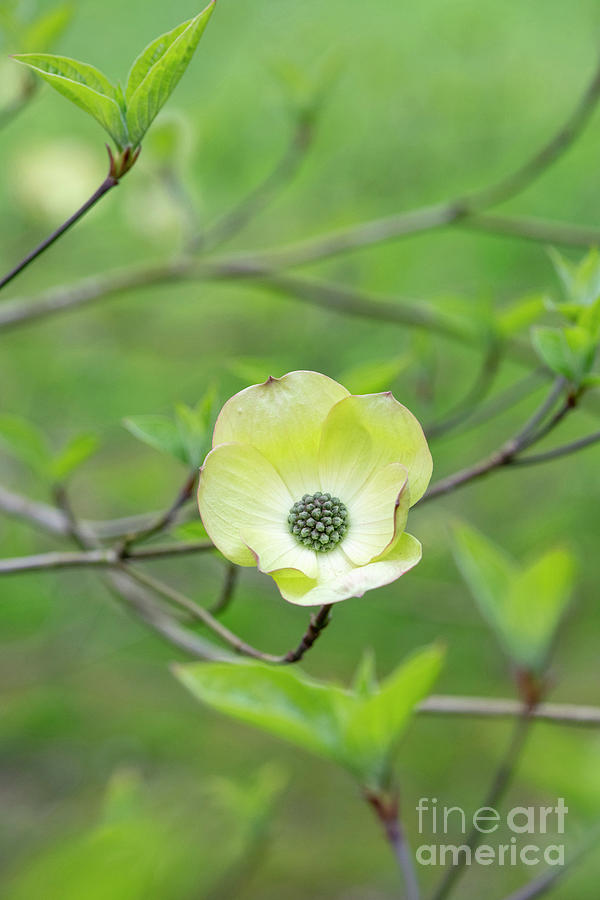 Ormonde Dogwood in Spring Photograph by Tim Gainey