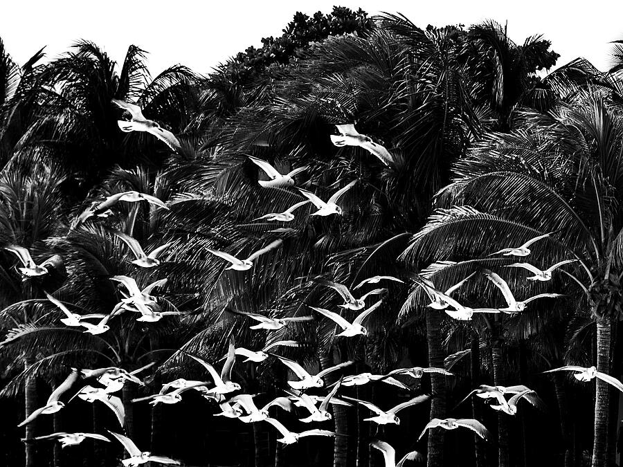 Tree Photograph - Ornament of Palm Trees and Seagulls by Lyuba Filatova