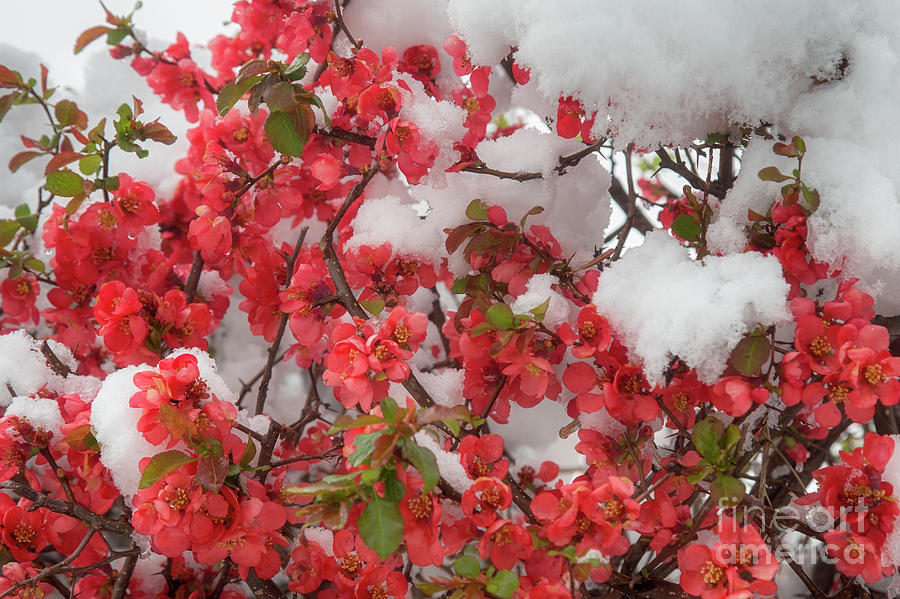 Ornamental apple in the snow by Fabian Roessler Ornamental apple in the snow by Fabian Roessler