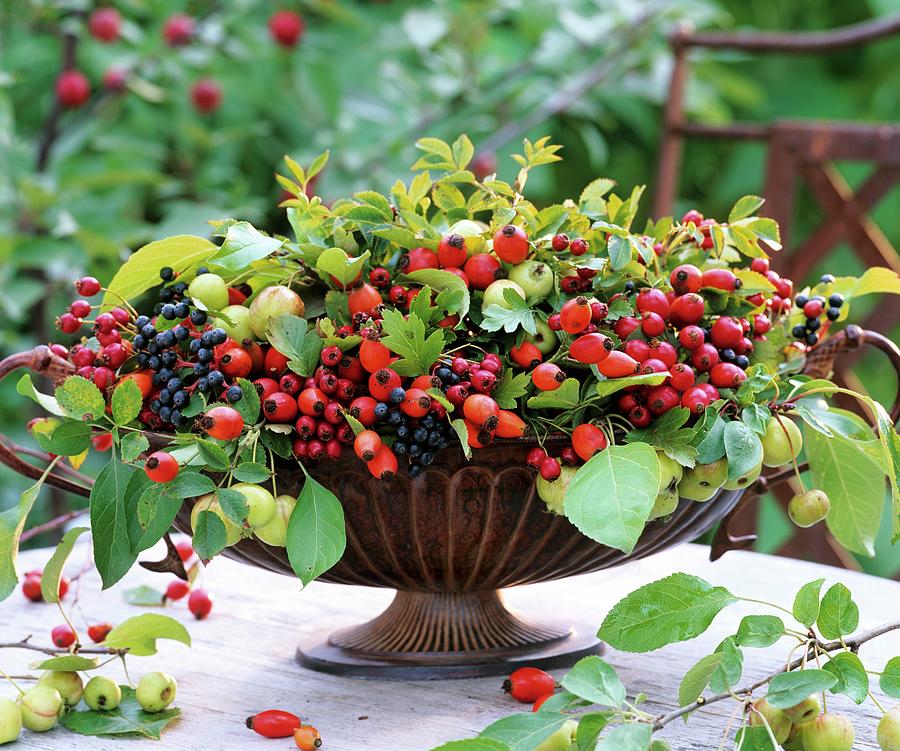 Ornamental Apples, Rose Hips, Hawthorn And Dogwood In A Bowl Photograph by Friedrich Strauss