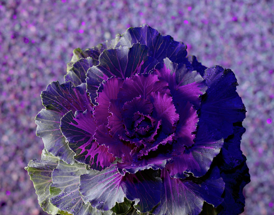 Ornamental Brassica Cabbage Photograph by Jonathan Pollock