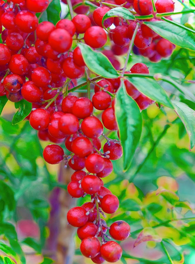 Ornamental Bush Berries Photograph by Debra Grace Addison