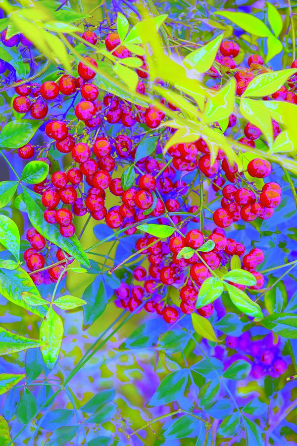 Ornamental Bush Berries Too Photograph by Debra Grace Addison