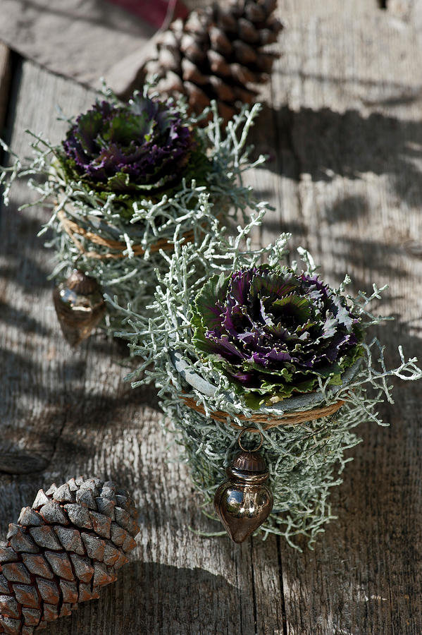 Ornamental Cabbage Wrapped In Silver Ragwort With Christmas Decorations Photograph by Elisabeth Berkau