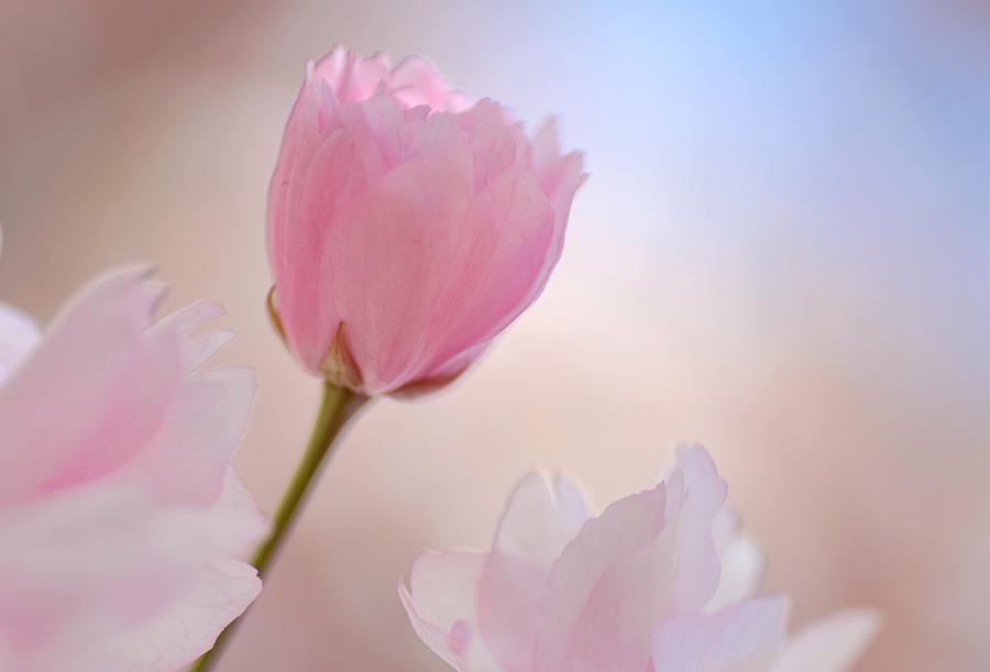 Ornamental Cherry Blossom Photograph by Pallab Seth