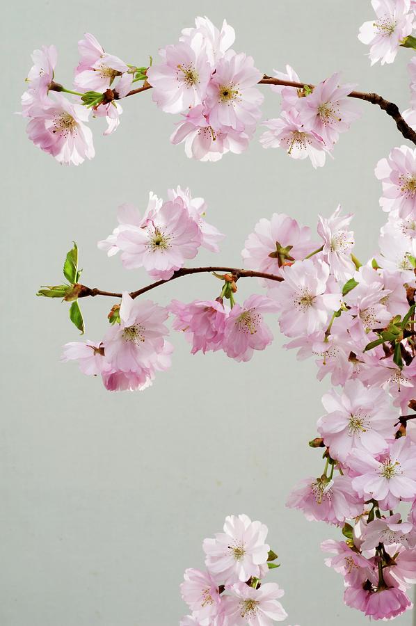Ornamental Cherry prunus Sargentii accolade Photograph by Strauss, Friedrich