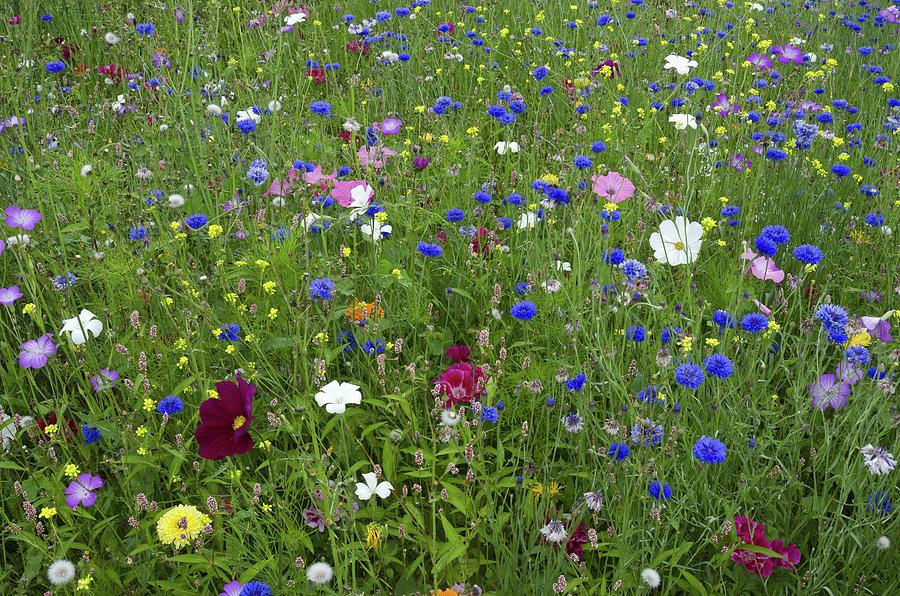 Flower Photograph - Ornamental Flower Meadow Predominantly With Blue Cornflowers by Unknown