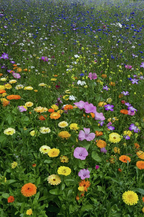 Flower Photograph - Ornamental Flower Meadow, Singleton Park, Swansea, South Wales, Uk by Unknown